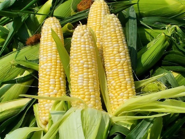 夏季有哪些適合排濕吃的食物？